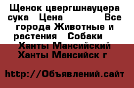 Щенок цвергшнауцера сука › Цена ­ 25 000 - Все города Животные и растения » Собаки   . Ханты-Мансийский,Ханты-Мансийск г.